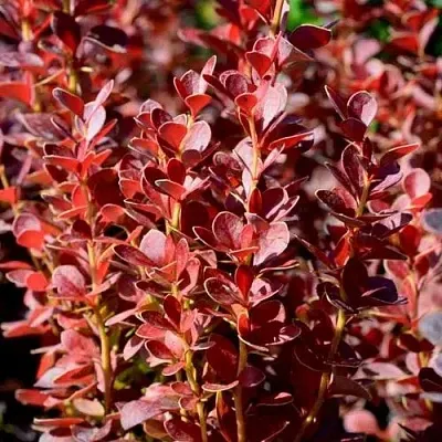 Барбарис ВУЛКАНО тунберга  Барбарис ВУЛКАНО тунберга в Рязани