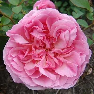 Саженцы роз ХАЙДИ ХОЛЛ английская  Саженцы роз ХАЙДИ ХОЛЛ английская в Рязани