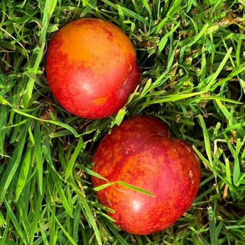 Шарафуга НЕКТАРИННАЯ в Рязани