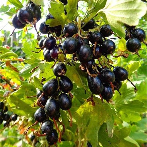 Смородина золотистая ОВАЛЬНАЯ в Рязани