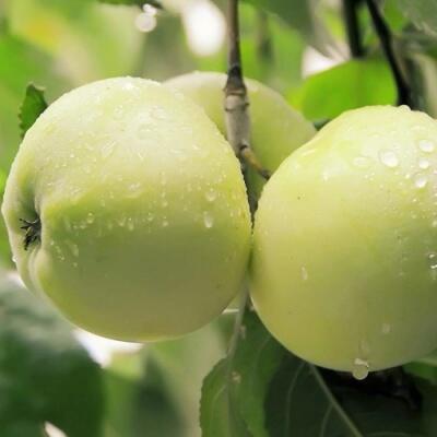 Саженцы яблони оптом в Рязани