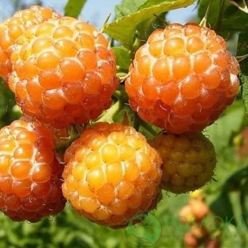 Малина КУМБЕРЛЕНД желтая в Рязани