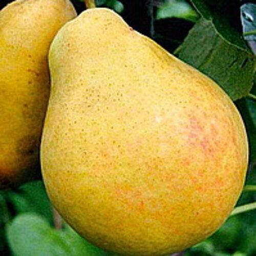Груша САХАРНАЯ в Рязани