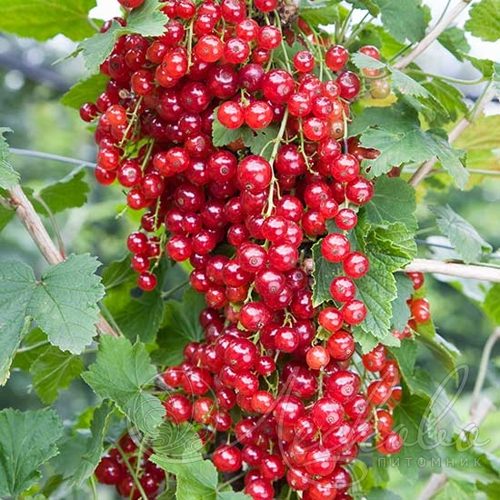 Смородина красная РЕД ЛЕЙК в Рязани