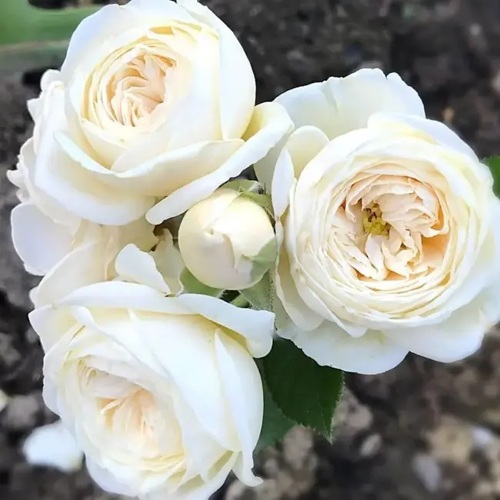 Роза АРТЕМИС шраб в Рязани