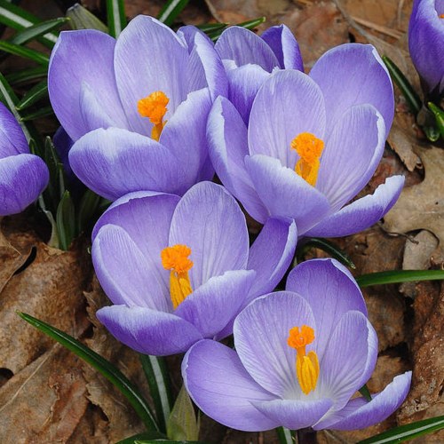 Крокус КВИН ОВ БЛЮЗ крупноцветковый в Рязани