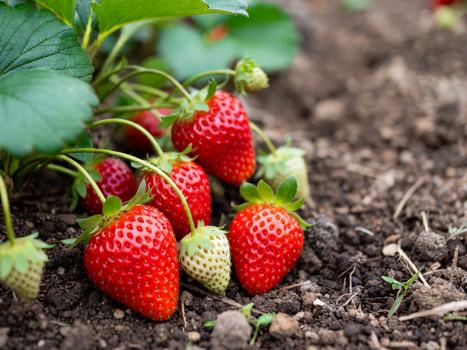 Секреты обильного урожая: идеальная посадка клубники весна или осень