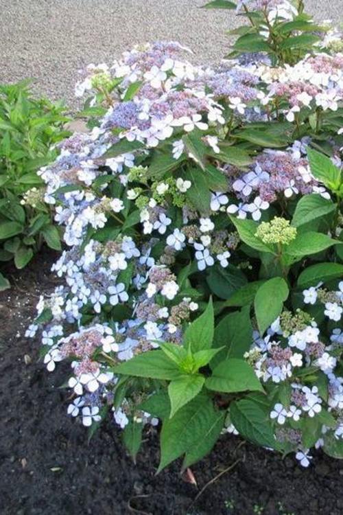 пильчатая гортензия куст.jpg