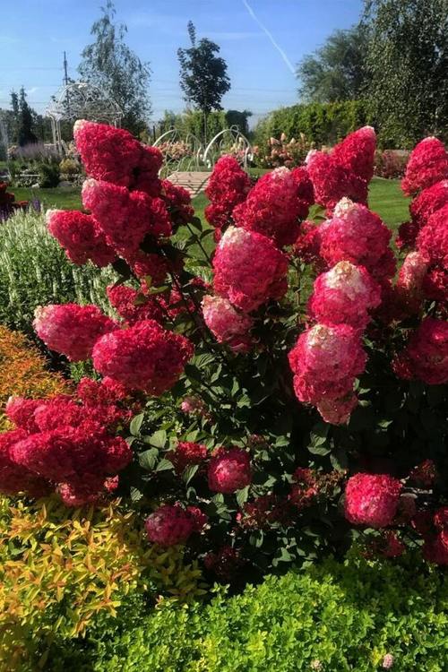 гортензия в саду дизайн.jpeg