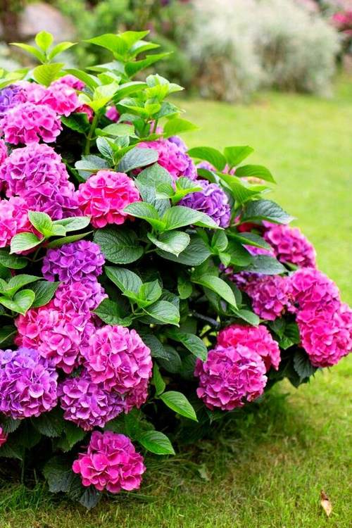 гортензия куст в саду.jpg