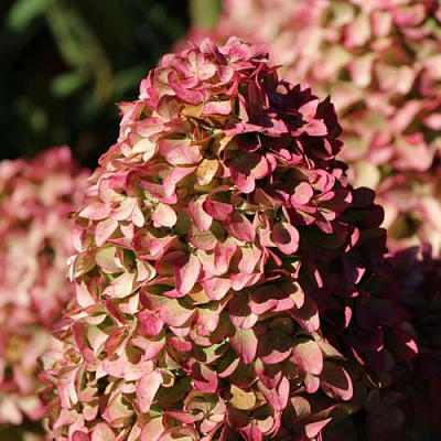 Мэджикал в Рязани