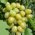 Виноград в Рязани