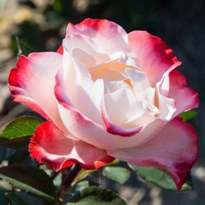 Роза НОСТАЛЬЖИ чайно-гибридная  в Рязани