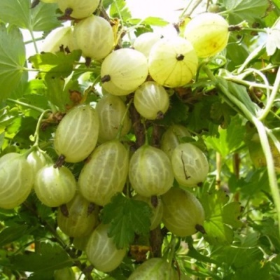 Крыжовник ИНВИКТА в Рязани