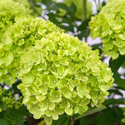 Зеленая в Рязани