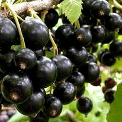 Смородина черная ОРЛОВСКИЙ ВАЛЬС в Рязани