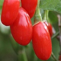 Годжи (чудо-ягода) в Рязани
