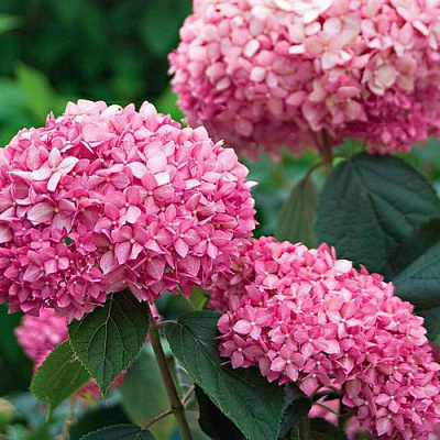 Розовая в Рязани