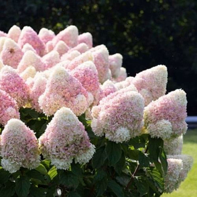 Бело-розовая в Рязани