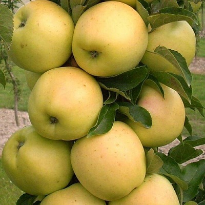 Яблоня колонновидная в Рязани