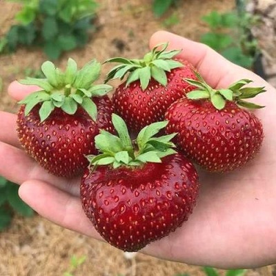 Клубника МАЛЬВИНА в Рязани