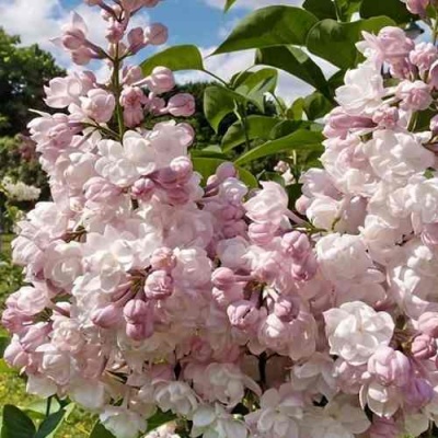 Сирень КРАСАВИЦА МОСКВЫ в Рязани