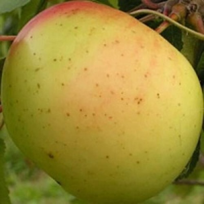 Яблоня БАНАНОВОЕ в Рязани