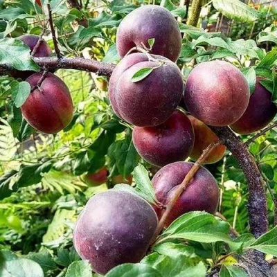 Абрикос ЧЕРНЫЙ БАРХАТ в Рязани