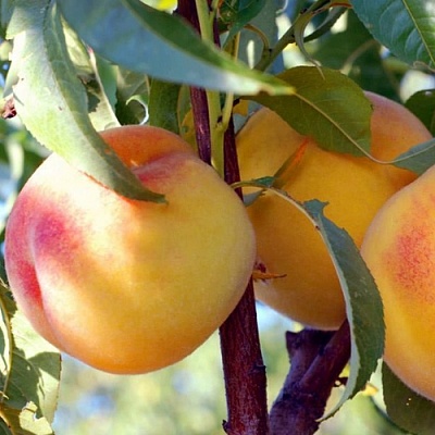 Персики в Рязани