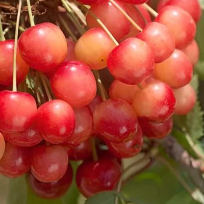 Черешня ЮЛИЯ в Рязани