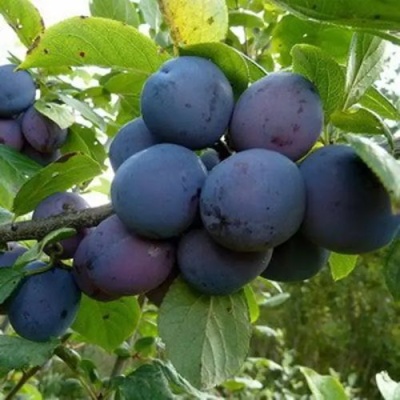 Слива КРОМАНЬ в Рязани