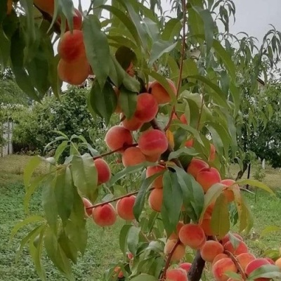 Персик ВУЛКАН в Рязани