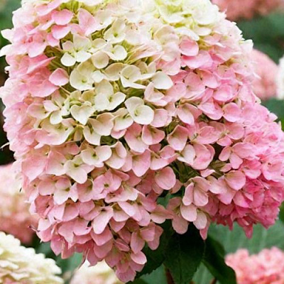 Низкорослая (карликовая) в Рязани