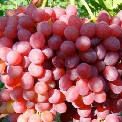 Виноград КИШМИШ КРАСНЫЙ в Рязани