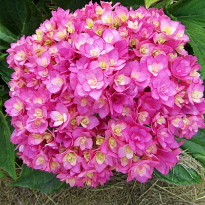 Ремонтантная в Рязани