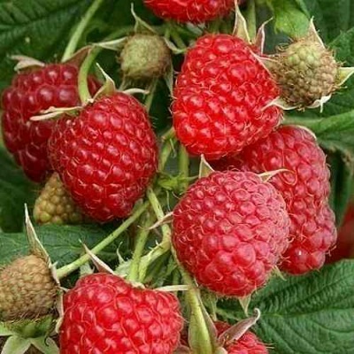Малина ГЛЕН АМПЛ в Рязани