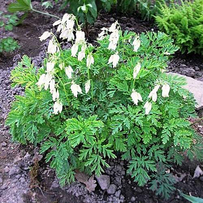 Дицентра красивая АВРОРА в Рязани