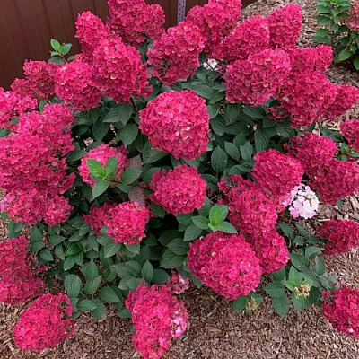 Красная  в Рязани