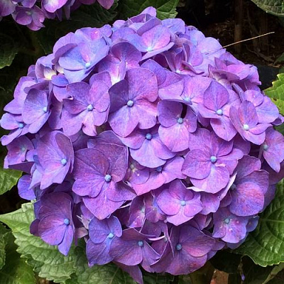 Фиолетовая в Рязани