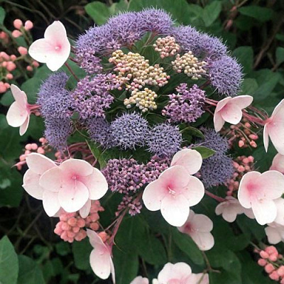 Шершавая в Рязани