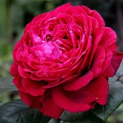 Роза 4 ВЕТРОВ флорибунда  в Рязани