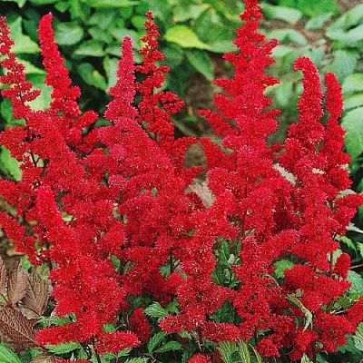 Астильба ДЮССЕЛЬДОРФ японская в Рязани