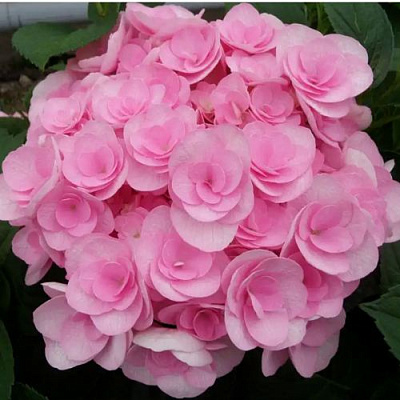 Махровая в Рязани