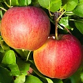 Яблоня в Рязани
