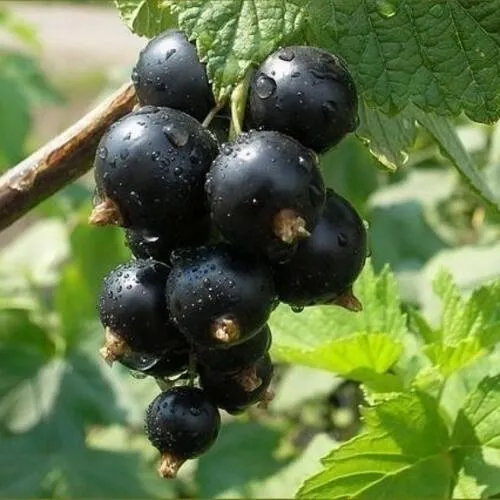 Смородина черная ПИГМЕЙ в Рязани