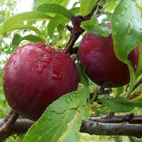 Слива КЛЕОПАТРА в Рязани