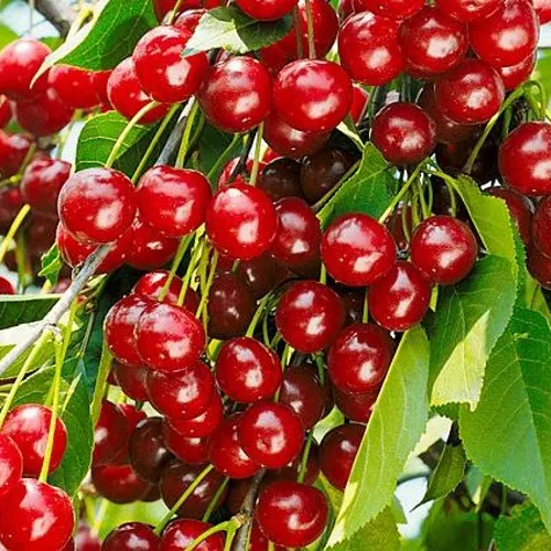 Вишня БРУСНИЦЫНА степная в Рязани