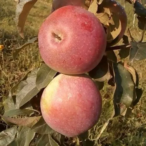 Яблоня АКСАМИТ в Рязани