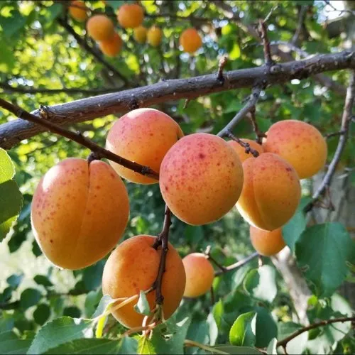 Абрикос ЖЕРДЕЛА в Рязани