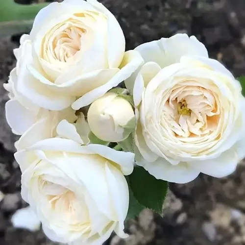 Роза АРТЕМИС шраб в Рязани